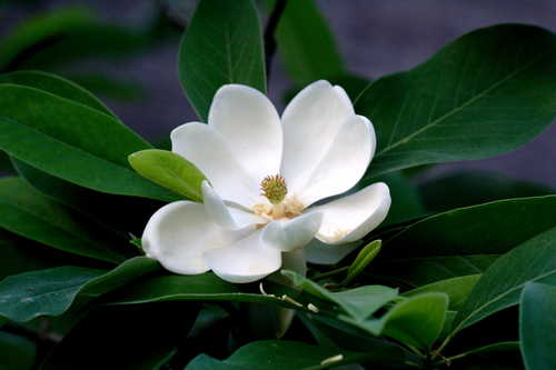 Magnolia virginiana #5